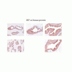 Invitrogen Kallikrein 2 Monoclonal Antibody (6B7):Antibodies:Primary Antibodies