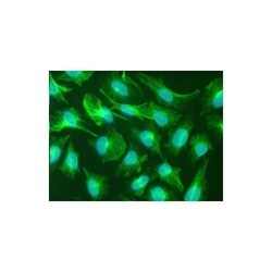 Invitrogen Nestin Monoclonal Antibody (2C1.3A11) 100 &mu;L; Unconjugated:Antibodies,