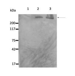 Invitrogen Nestin Monoclonal Antibody (2C1.3A11) 100 &mu;L; Unconjugated:Antibodies,