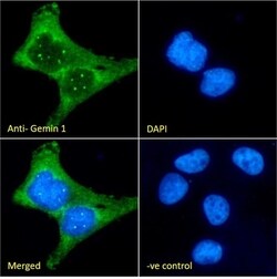 Invitrogen SMN1/SMN2 Monoclonal Antibody (2B1) 100 &mu;L; Unconjugated:Antibodies,
