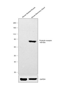 Invitrogen Prolactin Receptor Monoclonal Antibody (U5) 100 &mu;g; Unconjugated:Antibodies,