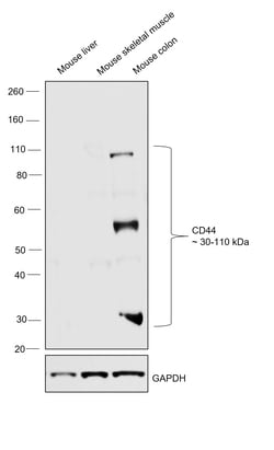 Invitrogen CD44 Monoclonal Antibody (KM81) 250 &mu;g | Buy Online | Invitrogen&trade; | Fisher Scientific