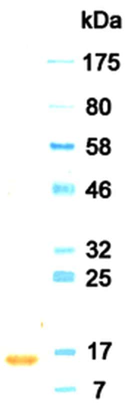 Invitrogen&trade;&nbsp;Interferon alpha-2 Monoclonal Antibody (KT5)