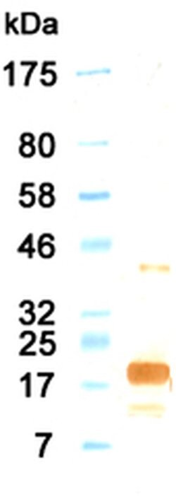 Invitrogen IL-11 Monoclonal Antibody (KT8) 100 &mu;g; Unconjugated:Antibodies,