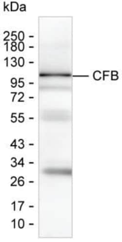 Invitrogen Complement Factor B Monoclonal Antibody (KT21) 100 &mu;g; Unconjugated:Antibodies,