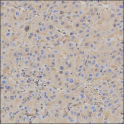 Invitrogen&trade;&nbsp;Human Serum Albumin Monoclonal Antibody (KT32)