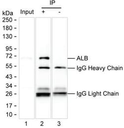 Invitrogen Human Serum Albumin Monoclonal Antibody (KT32) 100 &mu;L | Buy Online | Invitrogen&trade; | Fisher Scientific