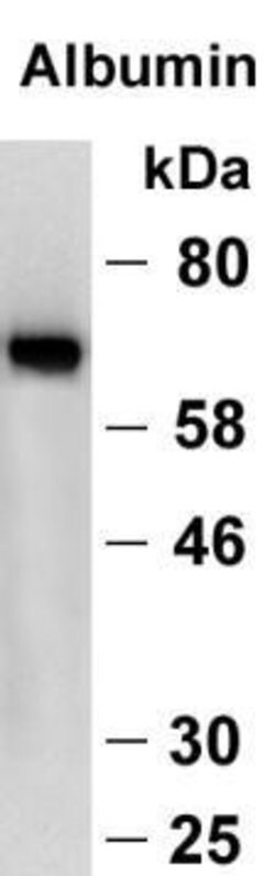 Invitrogen Human Serum Albumin Monoclonal Antibody (KT32) 100 &mu;L | Buy Online | Invitrogen&trade; | Fisher Scientific