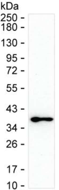 Invitrogen MAPRE3 Monoclonal Antibody (KT36) 100 &mu;L; Unconjugated:Antibodies,
