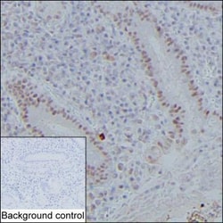 Invitrogen Delangin Isoform B Monoclonal Antibody (KT55) 100 &mu;g; Unconjugated:Antibodies,