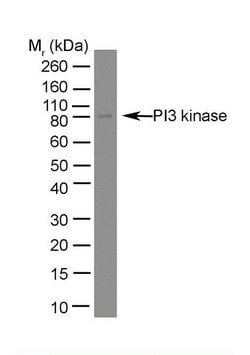 Invitrogen PI3K p85 alpha Monoclonal Antibody (U5) 200 &mu;g; Unconjugated:Antibodies,