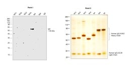 Invitrogen™ Mouse anti-Human IgA (Heavy chain) Secondary Antibody