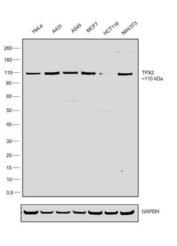 Invitrogen TPX2 Monoclonal Antibody (18D5-1) 100 &mu;g; Unconjugated:Antibodies,