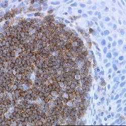Invitrogen CD19 Monoclonal Antibody (LE-CD19) 20 &mu;g; Unconjugated:Antibodies,