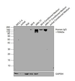 Invitrogen Mouse anti-Human IgG Fc (CH2 domain) Secondary Antibody 200
