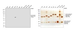 Invitrogen&trade;&nbsp;Mouse anti-Human IgG4 Fc Secondary Antibody, HRP