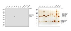 Invitrogen&trade;&nbsp;Mouse anti-Human IgG4 Fc Secondary Antibody, HRP