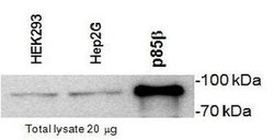 Invitrogen PIK3R2 Monoclonal Antibody (T15) 50 &mu;g; Unconjugated:Antibodies,