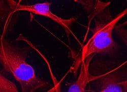 Invitrogen A2B5 Monoclonal Antibody (105) 50 &mu;g; Unconjugated:Antibodies,