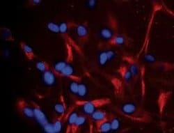 Invitrogen A2B5 Monoclonal Antibody (105) 50 &mu;g; Unconjugated:Antibodies,