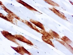 Invitrogen Myosin Skeletal Muscle Monoclonal Antibody (MY32) 6 mL; Unconjugated:Antibodies,