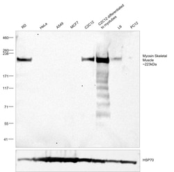 Invitrogen Myosin Skeletal Muscle Monoclonal Antibody (MY32) 6 mL; Unconjugated:Antibodies,