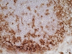 Invitrogen CD11b/c Monoclonal Antibody (OX-42) 500 &mu;g; Unconjugated:Antibodies,