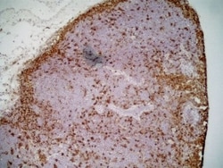 Invitrogen CD11b/c Monoclonal Antibody (OX-42) 500 &mu;g; Unconjugated:Antibodies,