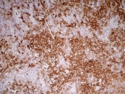 Invitrogen CD11b/c Monoclonal Antibody (OX-42) 500 &mu;g; Unconjugated:Antibodies,