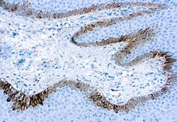 Invitrogen Cytokeratin 15 Monoclonal Antibody (LKH15) 500 &mu;L; Unconjugated:Antibodies,