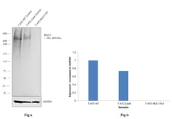 Invitrogen MUC1 Monoclonal Antibody (EMA 201) 500 &mu;L; Unconjugated:Antibodies,