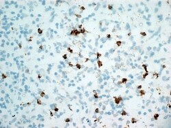 Invitrogen CD11b Monoclonal Antibody (ICRF 44) 200 &mu;g; Unconjugated:Antibodies,