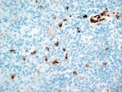 Invitrogen CD11b Monoclonal Antibody (ICRF 44) 200 &mu;g; Unconjugated:Antibodies,