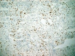 Invitrogen CD11b Monoclonal Antibody (ICRF 44) 200 &mu;g; Unconjugated:Antibodies,