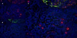 Invitrogen CD11b Monoclonal Antibody (ICRF 44) 200 &mu;g; Unconjugated:Antibodies,