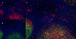 Invitrogen CD11b Monoclonal Antibody (ICRF 44) 200 &mu;g; Unconjugated:Antibodies,