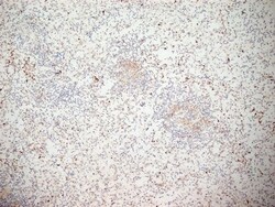 Invitrogen CD11b Monoclonal Antibody (ICRF 44) 200 &mu;g; Unconjugated:Antibodies,