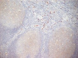 Invitrogen CD11b Monoclonal Antibody (ICRF 44) 200 &mu;g; Unconjugated:Antibodies,