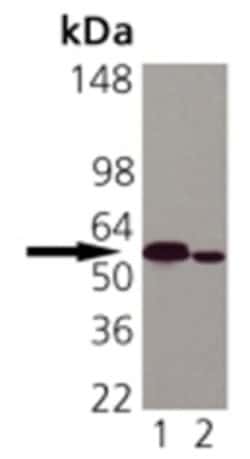 Invitrogen Calreticulin Monoclonal Antibody (FMC 75) 100 &mu;g | Buy Online | Invitrogen&trade; | Fisher Scientific