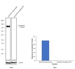 Invitrogen N-cadherin Monoclonal Antibody (CH-19) 100 &mu;L; Unconjugated:Antibodies,
