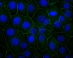 Invitrogen N-cadherin Monoclonal Antibody (CH-19) 100 &mu;L; Unconjugated:Antibodies,
