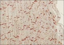 Invitrogen N-cadherin Monoclonal Antibody (CH-19) 100 &mu;L; Unconjugated:Antibodies,