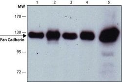 Invitrogen N-cadherin Monoclonal Antibody (CH-19) 100 &mu;L; Unconjugated:Antibodies,