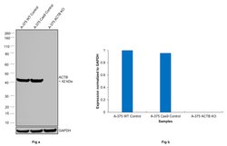 beta Actin Monoclonal Antibody (AC-15), Invitrogen 100 &mu;L; Unconjugated:Antibodies,