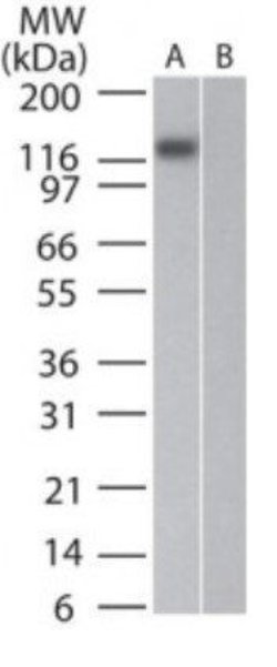 Invitrogen DNMT3A Monoclonal Antibody (64B814) 100 &mu;g; Unconjugated:Antibodies,