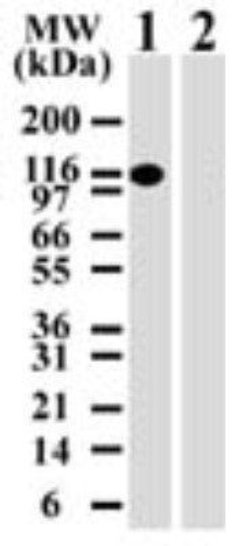 Invitrogen DNMT3A Monoclonal Antibody (64B814) 100 &mu;g; Unconjugated:Antibodies,