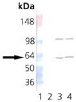 Invitrogen TCP1 Monoclonal Antibody (4E215) 100 &mu;g; Unconjugated:Antibodies,