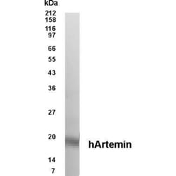 Invitrogen Hepatitis C Virus NS4 Monoclonal Antibody (497) 250 &mu;g; Unconjugated:Antibodies,