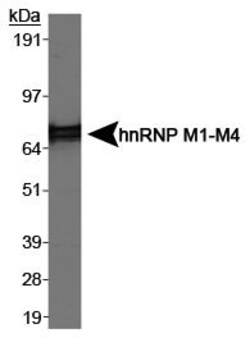 Invitrogen hnRNP M Monoclonal Antibody (3C181) 50 &mu;L; Unconjugated:Antibodies,