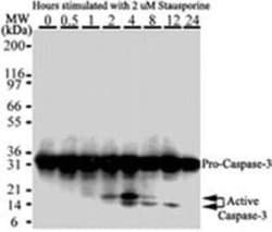 Active/Pro-Caspase 3 Monoclonal Antibody (31A1067), Invitrogen 100 &mu;g;